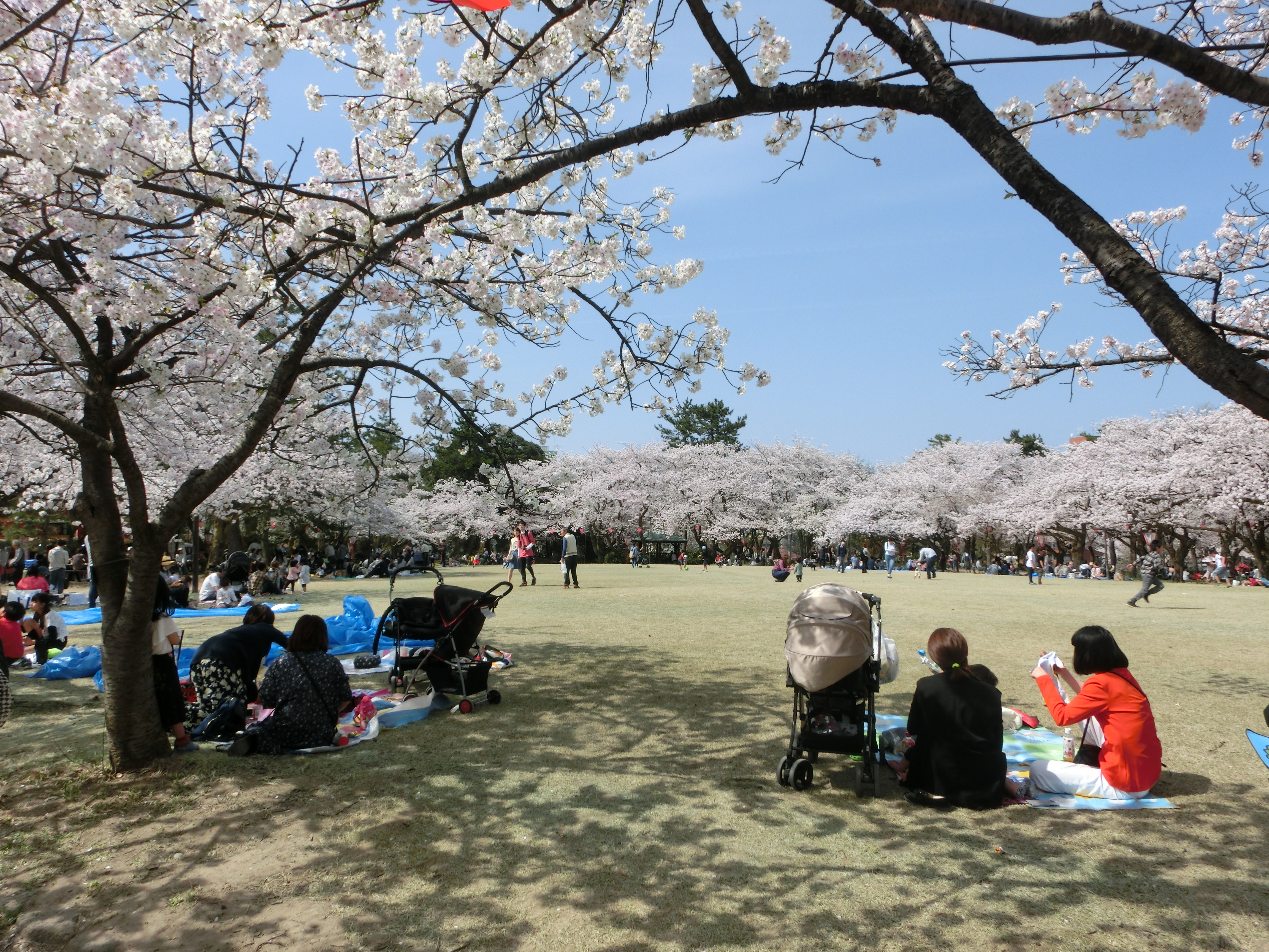 高岡古城公園の桜18の見頃はいつ 屋台や遊覧船 食事情報 楽し おもしろっ